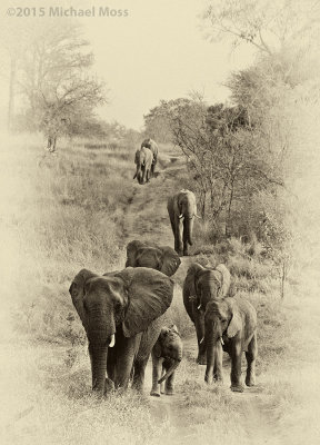 Elephants Morning Walk