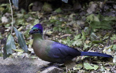 Purple Crested Turaco