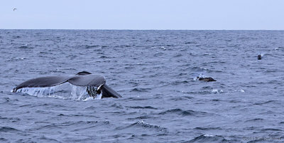Humpback whale fluke and dolphins