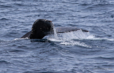 Humpback whale fluke 