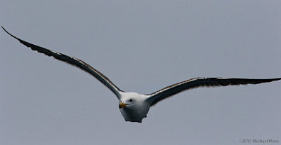 Sea gull in flight 