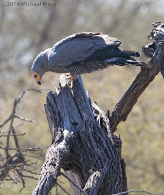 African Harrier Hawk Gymnogene