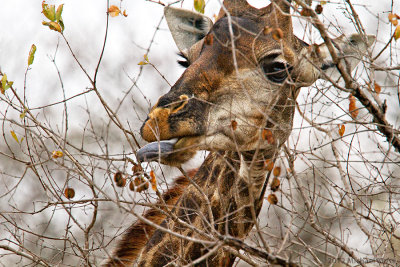 Giraffe tongue