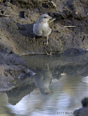 Southern Grey Sparrow 