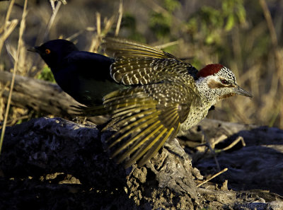 Female Bennetts Woodpecker at takeoff