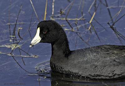 American Coot 