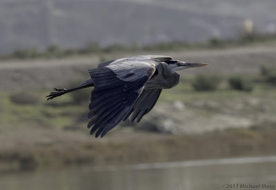 Blue Heron in flight