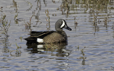 Blue Winged Teal 