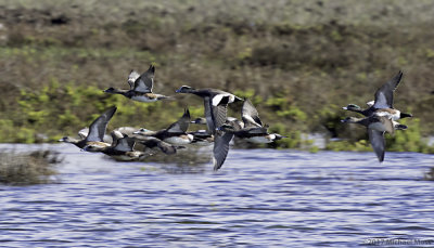Canadian Geese In Flight 