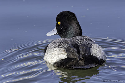 Greater Scaup backside 