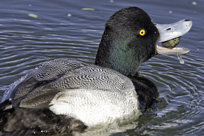 Greater Scaup with seafood 