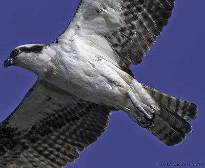 Osprey in flight overhead 