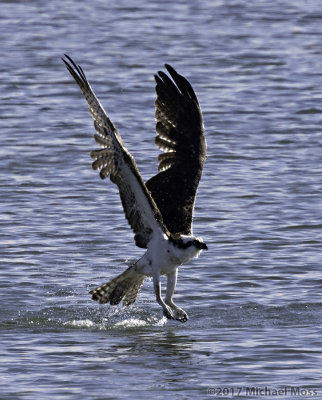 Osprey takeoff