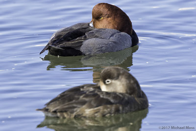 Redhead pair