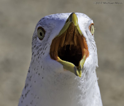 Ring Billed Gull mouth wide open 