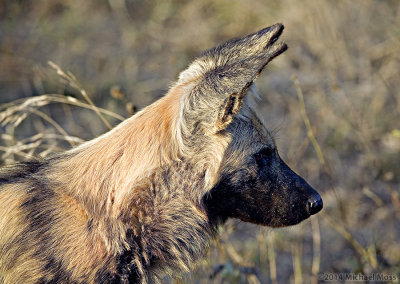 African Wild Dog