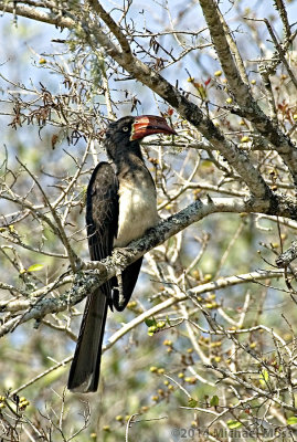 Crowned Hornbill