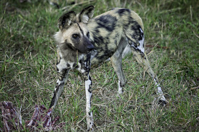 African Wild Dog