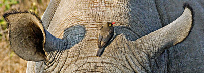 Red billed Oxpecker riding a rhino