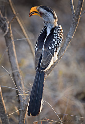 Yellow Billed Hornbill