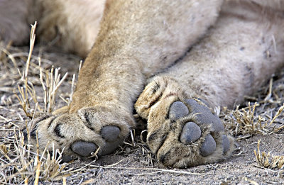 Lion Paws