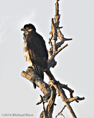 African Hawk Eagle