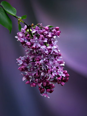 Dark Purple Lilacs