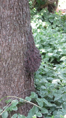 Tree Caterpillars 7/5/2014