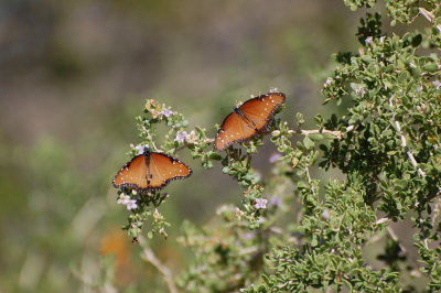 Two Queen butterflies posing on a Rubiaceae?
What species is the plant?
Picture taken at Sonora Desert Museum on October 23, 2010.
Click original in sizes below for the highest resolution picture,
then large or other to get back.  Next picture is a zoomed crop of flower and fruit.