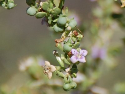 Zoomed crop of plant in previous picture showing flower, leaves, and fruit.