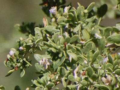 Zoomed crop of same plant, showing flower buds and spent flowers.