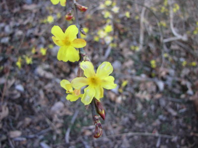 Winter Jasmine: Yellow-Flowered Bush, Oklahoma