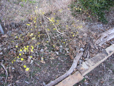 It grows from slender canes from the ground that do not branch. Blooms very early, usually in February.