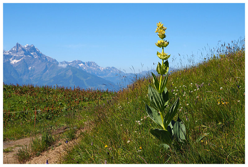 Gentiana lutea