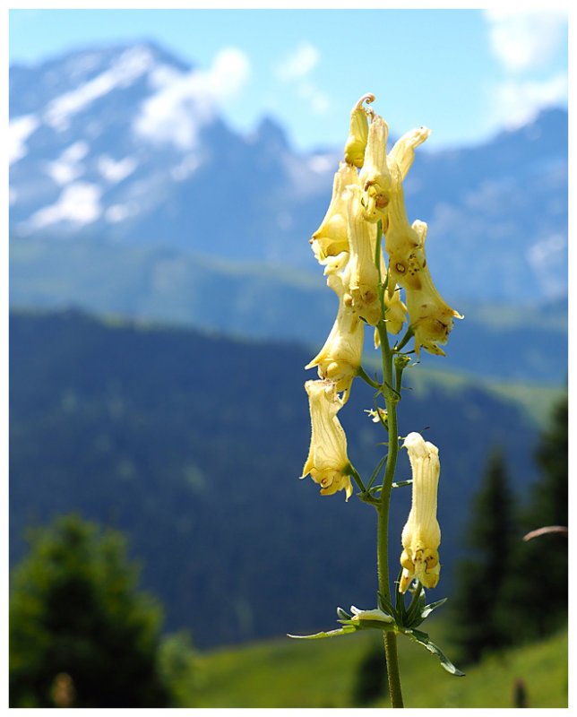 Aconitum lycoctonum