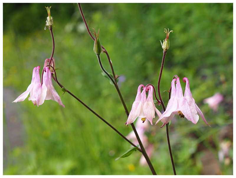 Aquilegia