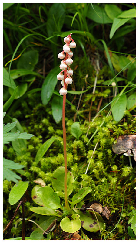 Pyrola minor