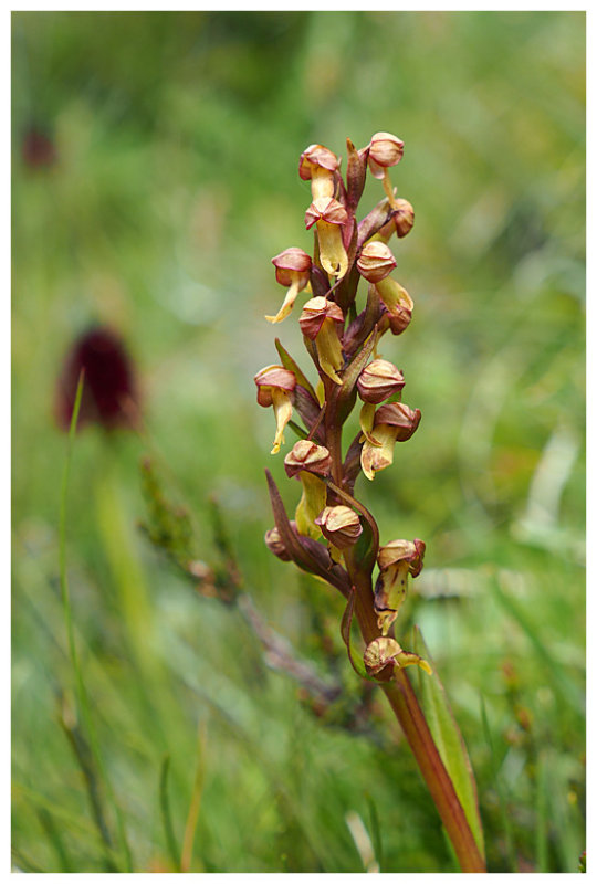 Coeloglossum viride  
