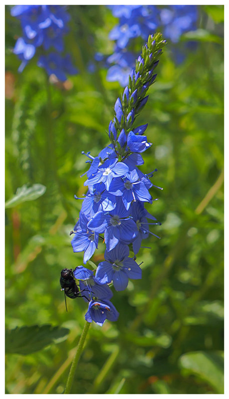 Veronica spicata 