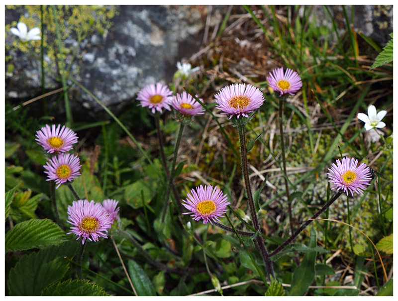 Erigeron alpinus