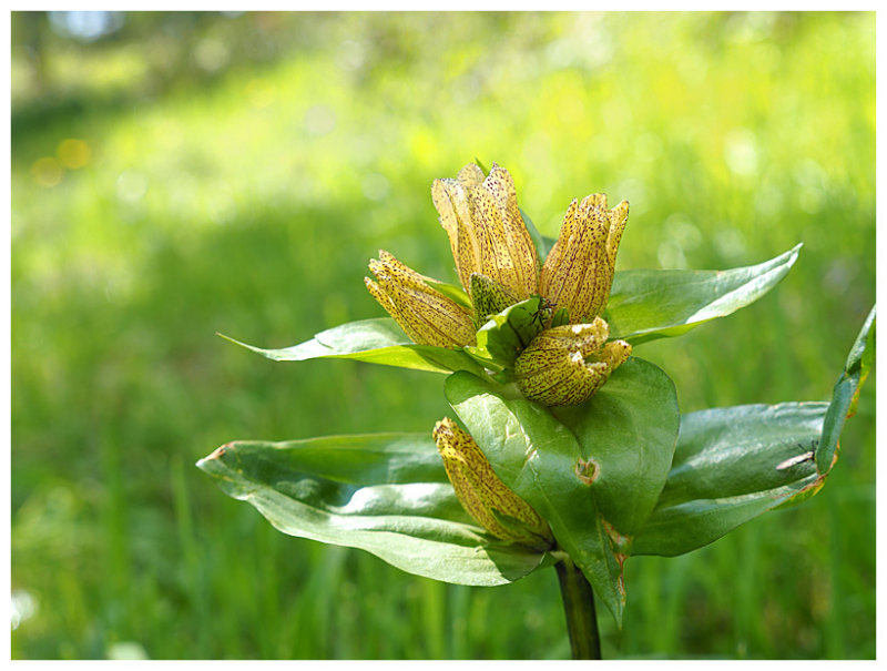 Gentiana punctata