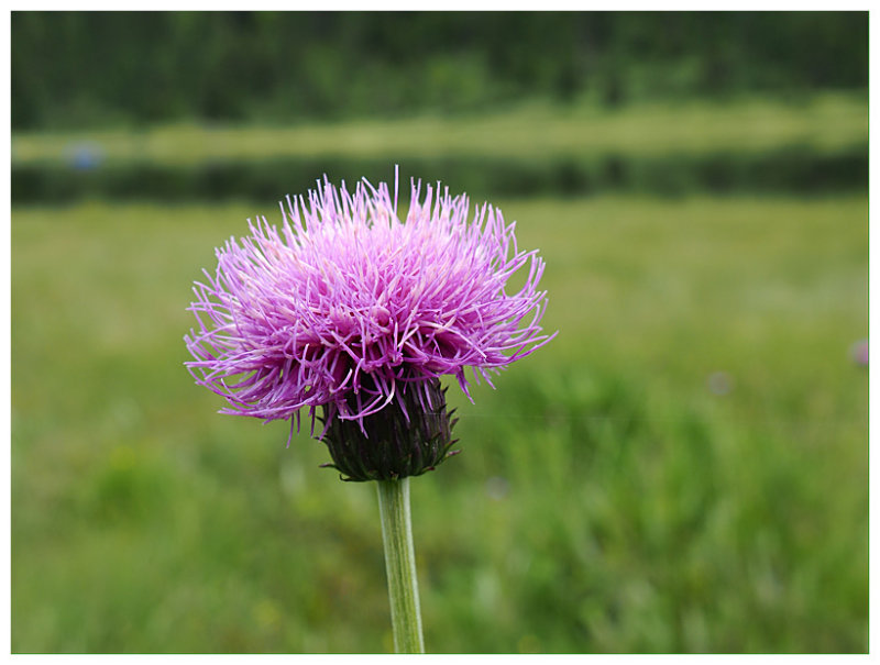 Cirsium helenioides