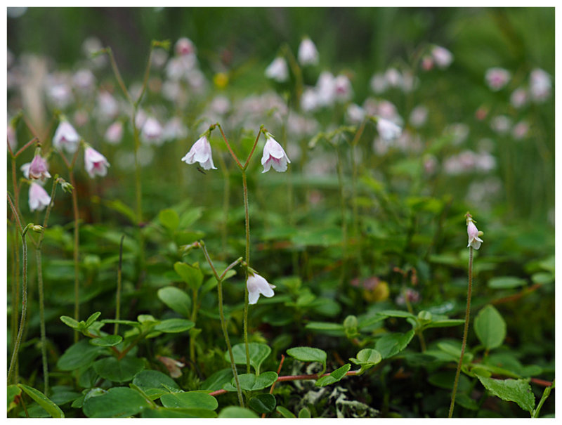 Linnaea borealis  