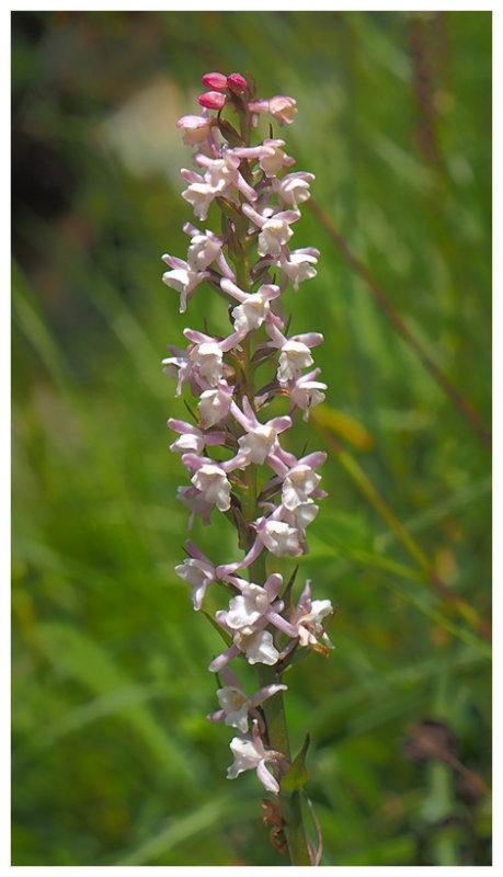 Gymnadenia odoratissima