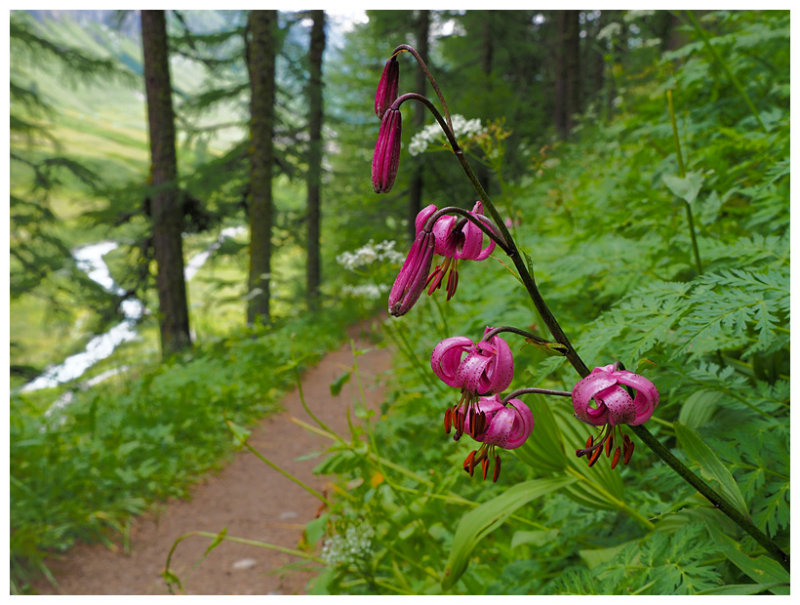 Lilium martagon 