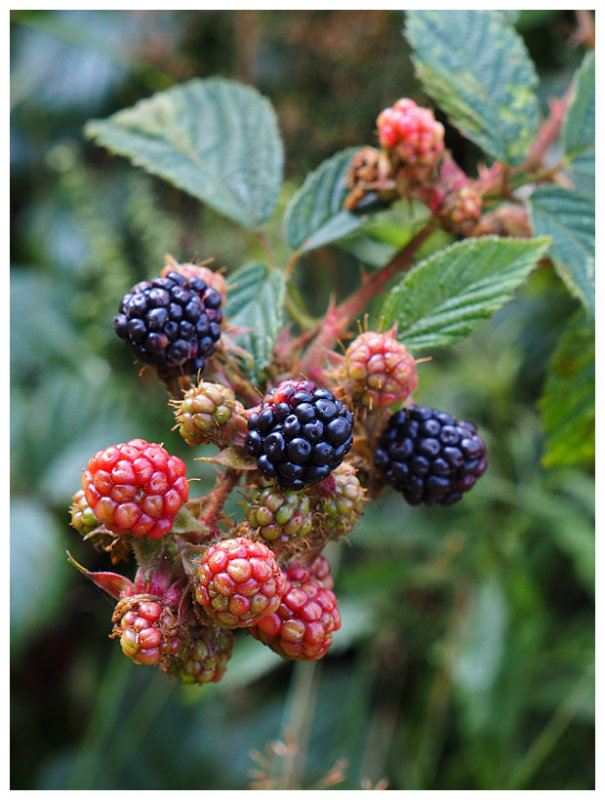 Rubus fruticosus