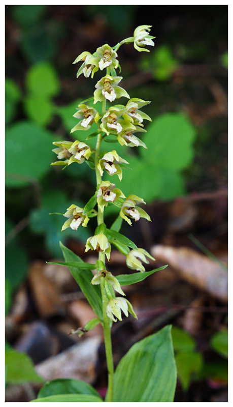 Epipactis helleborine 