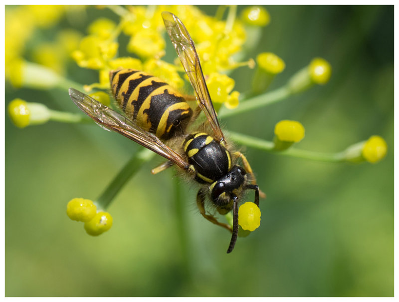 Dolichovespula media