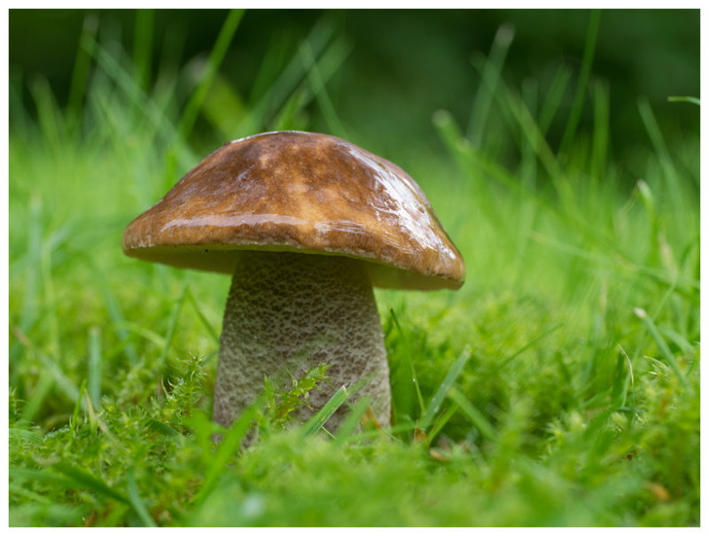 Leccinum scabrum  