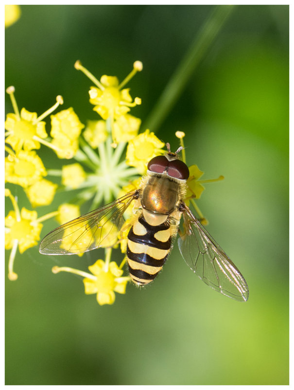 Syrphus vitripennis